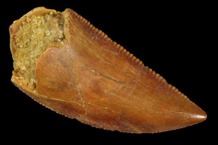 Raptor Tooth - Real Dinosaur Tooth #102710